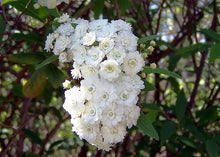 Load image into Gallery viewer, spirea japonica ‘double bridal wreath’ DOUBLE BRIDAL WREATH SPIREA