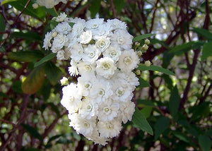 spirea japonica ‘double bridal wreath’ DOUBLE BRIDAL WREATH SPIREA