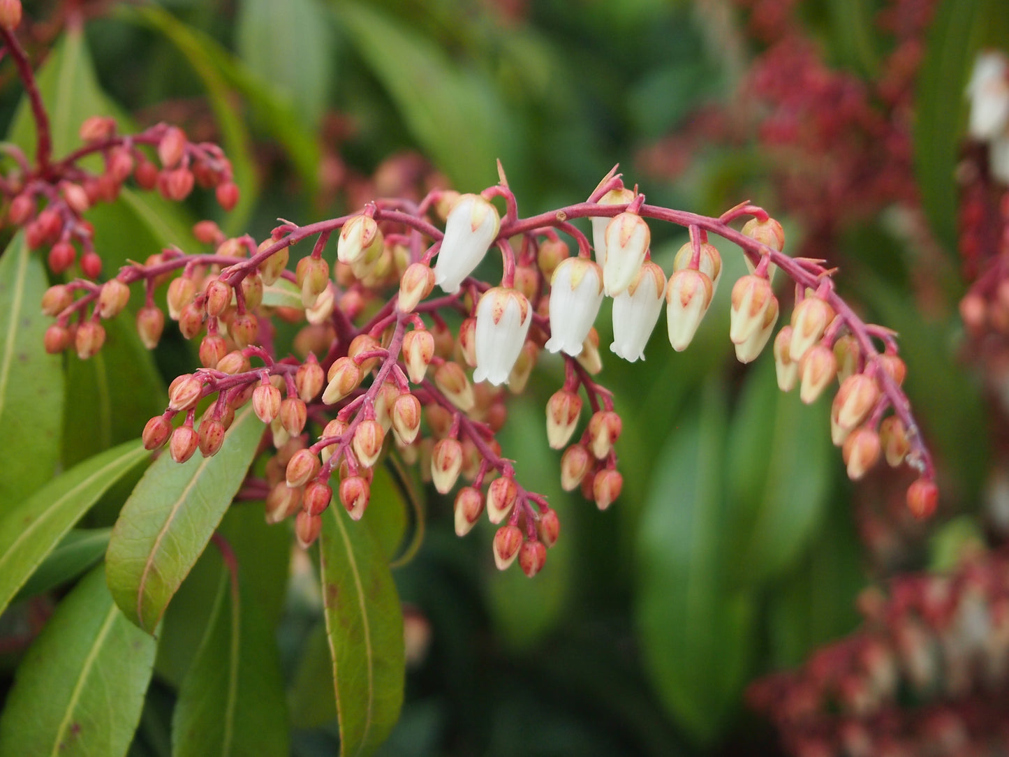 pieris japonica 'mountain fire' MOUNTAIN FIRE ANDROMEDA