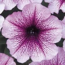 Petunia Madness Plum Crazy (6-06 Pack)