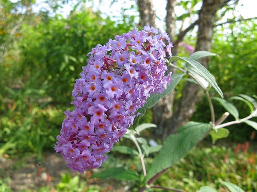 buddleja davidii 'nanho purple’  BUTTERFLY BUSH