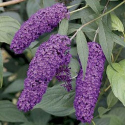 buddleja davidii 'nanho purple’  BUTTERFLY BUSH