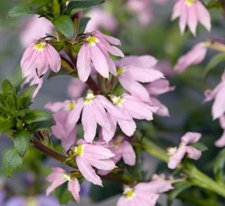 Scaevola Bombay Pink (4.5 Pot)