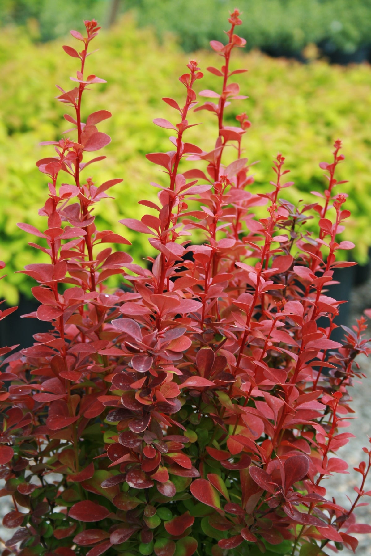 Orange Rocket Barberry - Columnar Deer-Resistant Shrub | Needham's