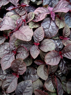 Iresine Purple Lady (4" Pot)