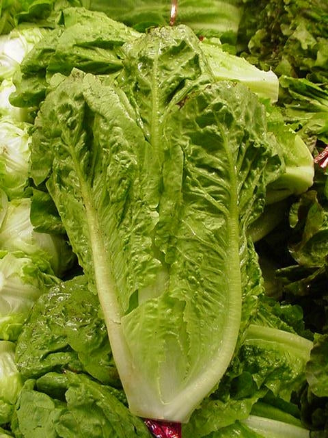 Lettuce Romaine Parris Island (8-04 pack)