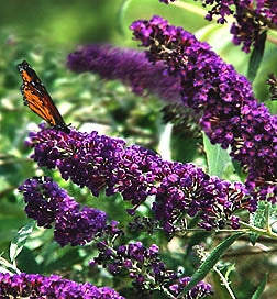 buddleja davidii 'black knight' BLACK KNIGHT BUTTERFLY BUSH