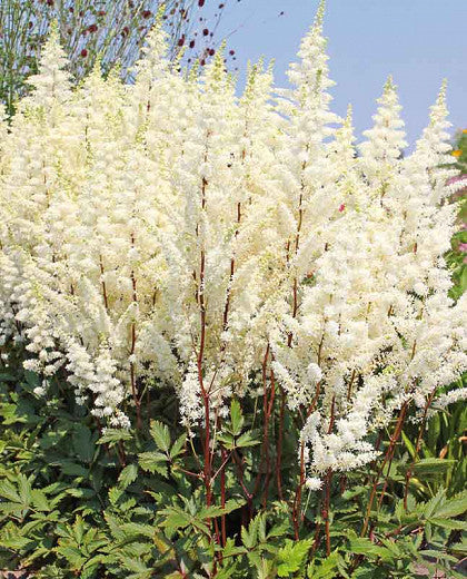 Astilbe Happy Spirit