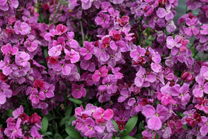 Erysimum Sugar Rush Purple Bicolor (4.5" Pot)