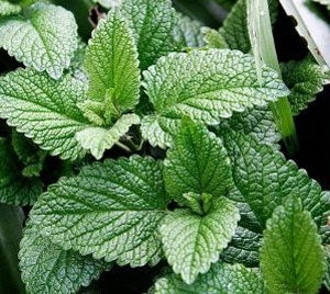 Mint Orange (4") (Shipped)