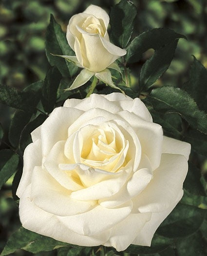 Photo Courtesy of ©Weeks Roses