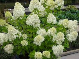 Hydrangea paniculata 'lime light' LIME LIGHT HYDRANGEA