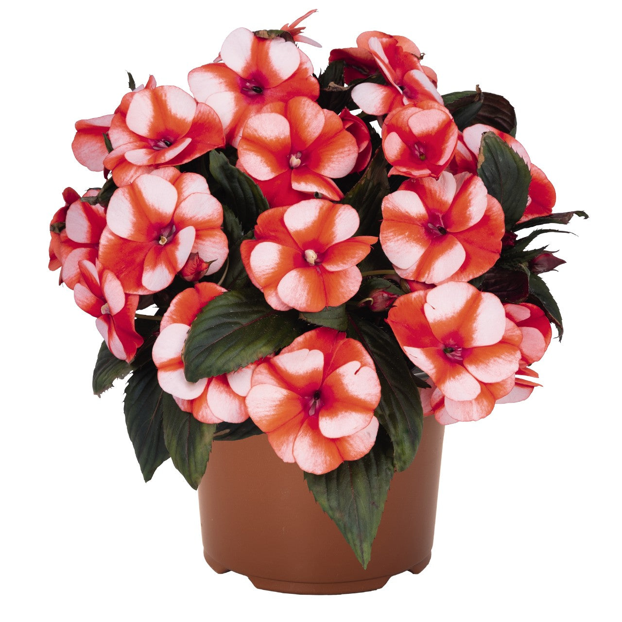 New Guinea Impatiens Petticoat Orange Star (4.5" Pot)