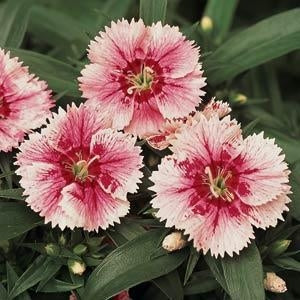 Ideal Select White Fire Dianthus