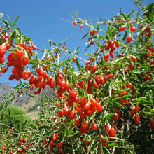 Load image into Gallery viewer, lyceum barbarum GOJI BERRY