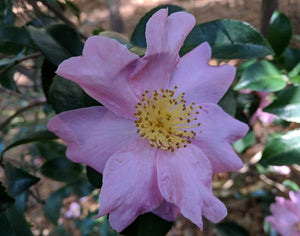 Camellia Londontowne Blush (3 Gallon)