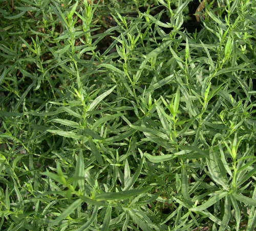 Tarragon French (4") (Shipped)
