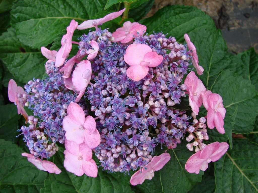 hydrangea macrophylla ‘twist-n-shout’ ENDLESS SUMMER TWIST N SHOUT HYDRANGEA