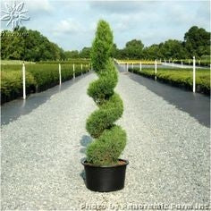 thuja occidentalis ‘smaragd’ EMERALD GREEN ARBORVITAE (SPIRAL)