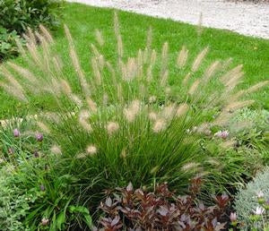 pennisetum alopecuroides ‘hameln’ DWARF FOUNTAIN GRASS