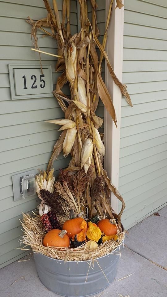 Corn Stalks