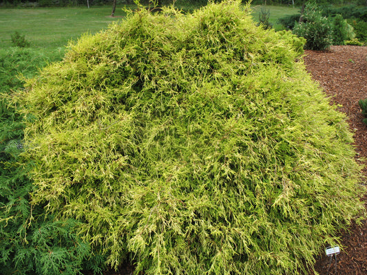 CYPRESS GOLDTHREAD (2 Gallon) chamaeyparis pisifera filifera 'Filifera Aurea'