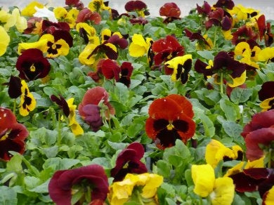 Matrix Autumn Blaze Mix