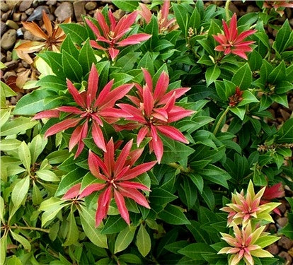 pieris japonica 'mountain fire' MOUNTAIN FIRE ANDROMEDA