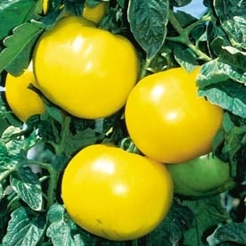 Tomato Lemon Boy (3.5")