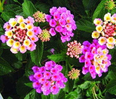 Lantana Bandana Pink (4.5" Pot)