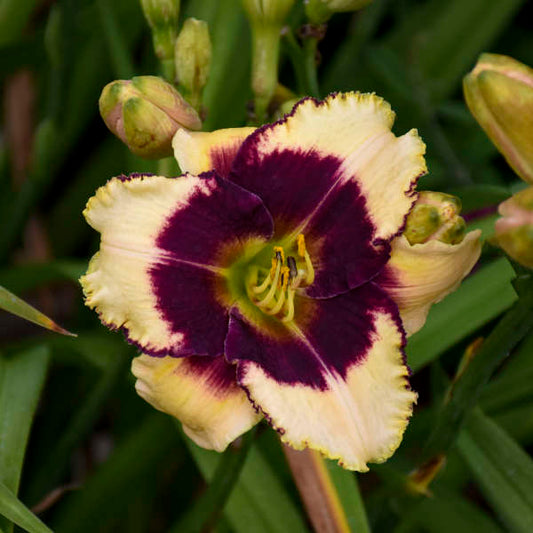 Daylily Hemerocallis Moonlight Masquerade