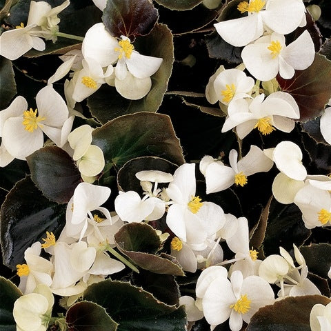 Begonia Senator IQ White (Bronze Leaf) (6-06 Pack) (Shipped)