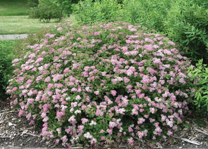 spirea japonica ‘little princess’ LITTLE PRINCESS SPIREA