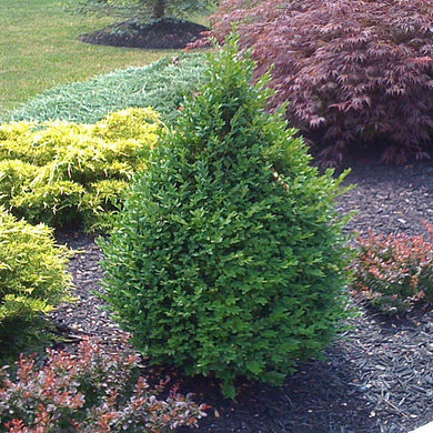 buxus x 'green mountain' GREEN MOUNTAIN BOXWOOD