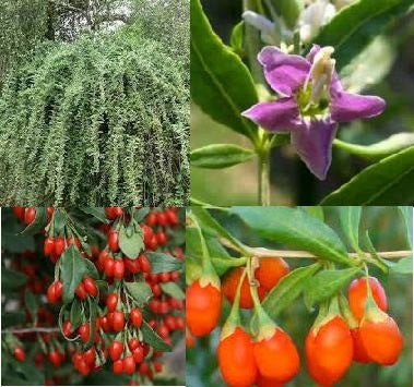 lyceum barbarum GOJI BERRY