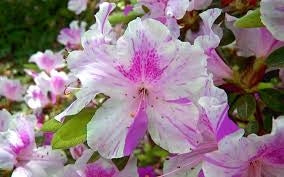 azalea x ‘encore’ AUTUMN TWIST
