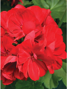 Geranium Calliope Dark Red (6" Pot)