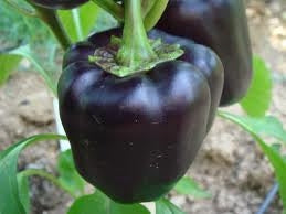 Pepper Sweet Purple Beauty (3.5") (Shipped)