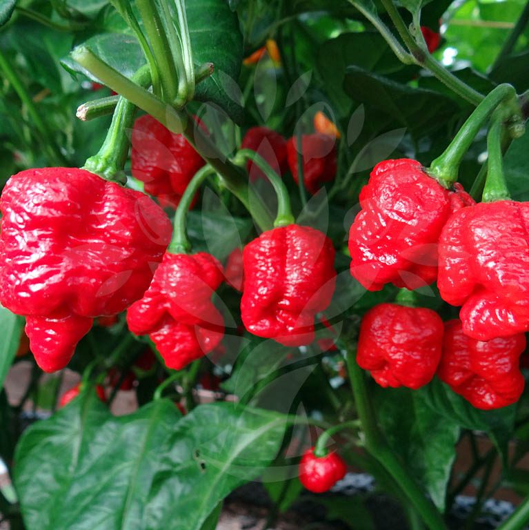 Pepper Hot Trinidad Scorpion (3.5") (Shipped)