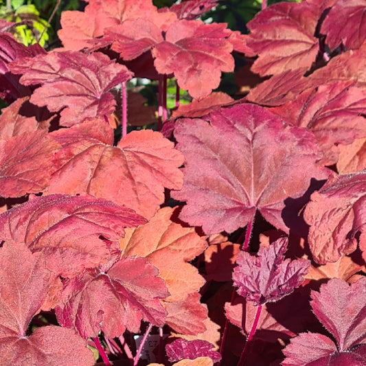 Heuchera Lava Lamp Red