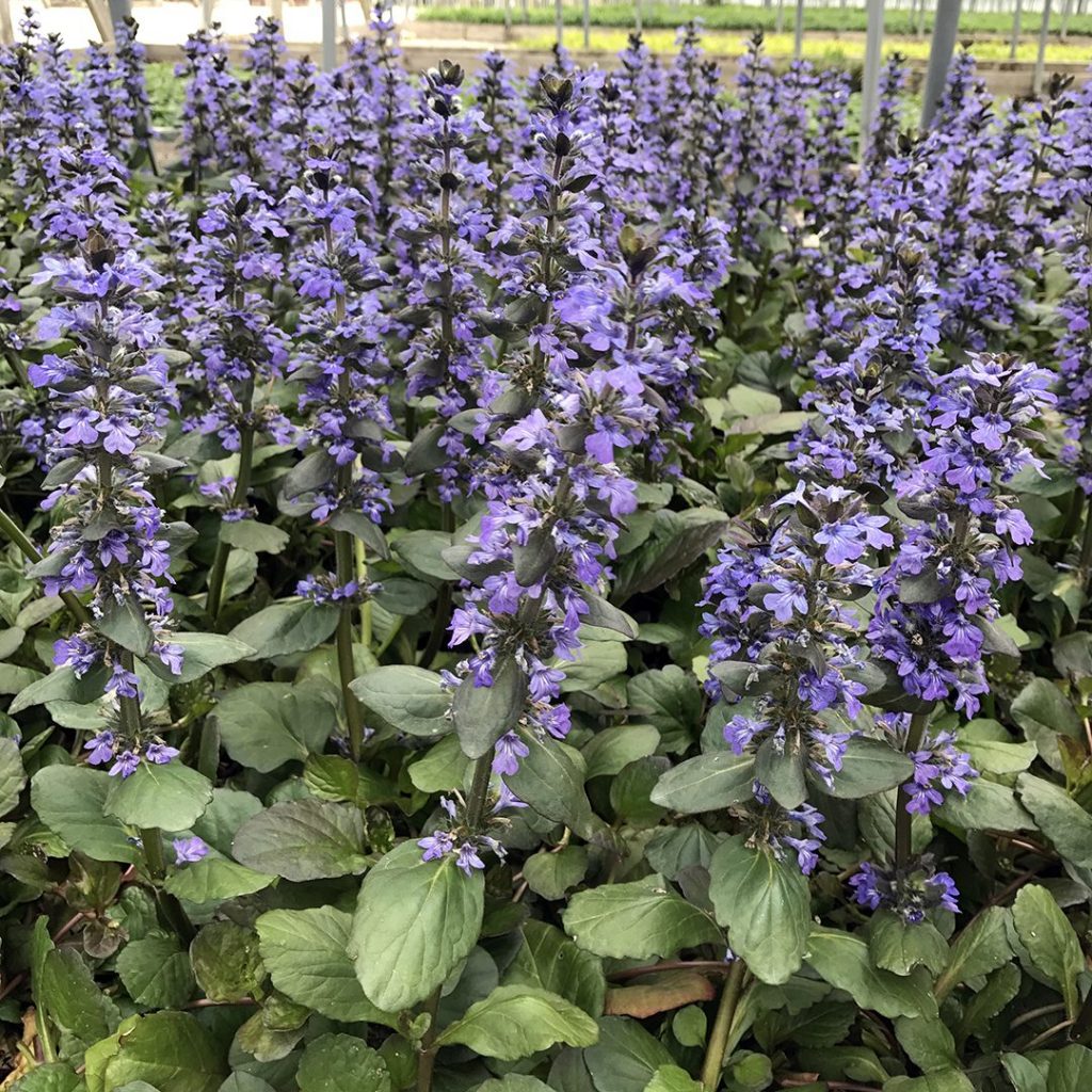 Ajuga Caitlin's Giant (2.5")
