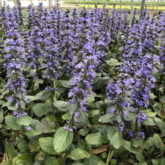 Ajuga Caitlin's Giant (2.5")