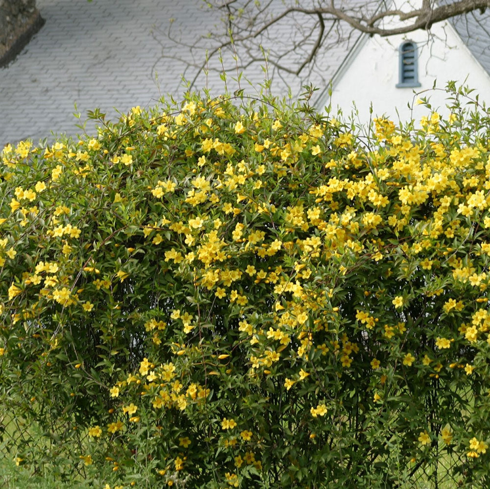 gelsemium semperirens CAROLINA JESSAMINE