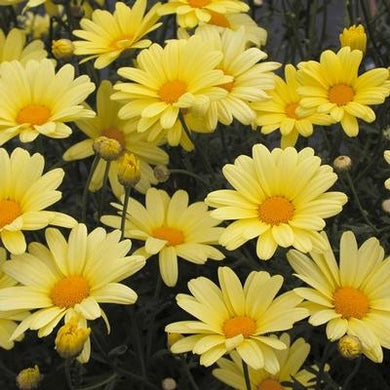 Argyranthemum Sunny Spring (4.5