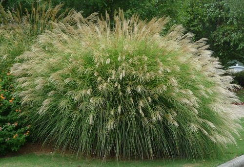 miscanthus sinensis ‘gracillimus’ MAIDEN GRASS