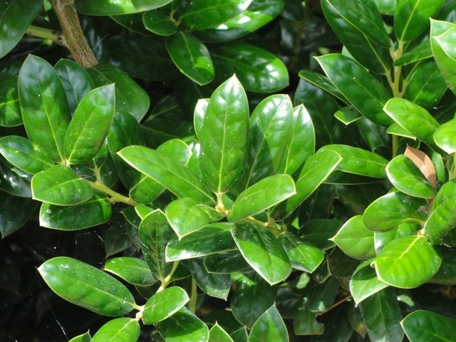 ilex cornuta ‘burfordii nana’ DWARF BURFORD HOLLY