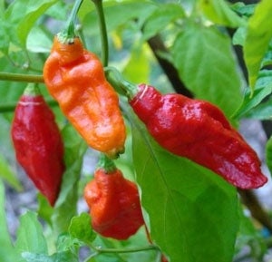 Pepper Hot Red Ghost (3.5") (Shipped)