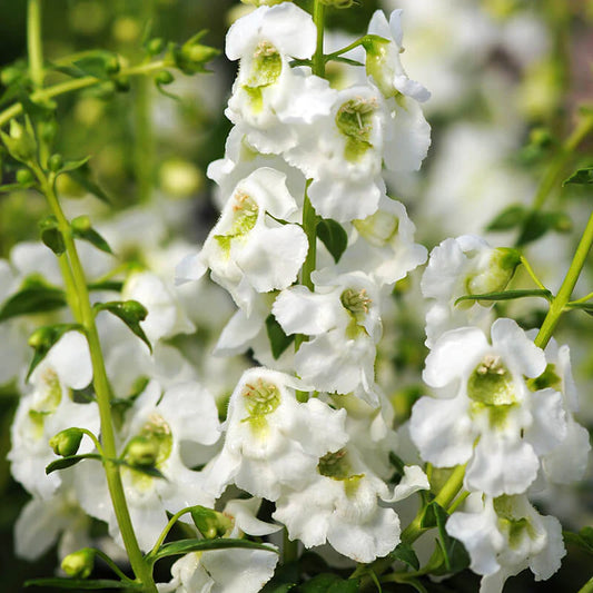 Angelonia Serena White (4.5" Pot) (SHIPPED)