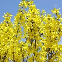 Load image into Gallery viewer, forsythia intermedia x ‘lynwood gold’ LYNWOOD GOLD FORSYTHIA