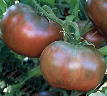 Tomato Cherokee Purple (3.5